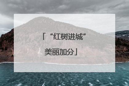 “红树进城” 美丽加分
