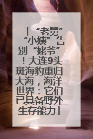 “老舅”“小姨”告别“姥爷”！大连9头斑海豹重归大海，海洋世界：它们已具备野外生存能力
