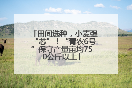 田间选种，小麦强“芯”！“青农6号”保守产量亩均750公斤以上