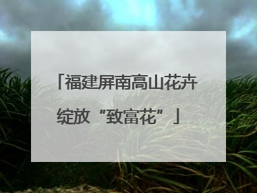 福建屏南高山花卉绽放“致富花”