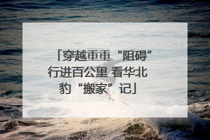 穿越重重“阻碍”行进百公里 看华北豹“搬家”记