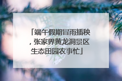 端午假期冒雨插秧，张家界黄龙洞景区生态田园农事忙