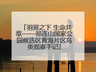 羽翼之下 生命共歌——祁连山国家公园候选区青海片区鸟类观察手记