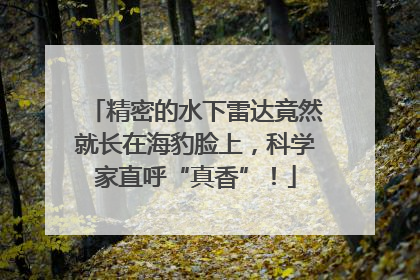 精密的水下雷达竟然就长在海豹脸上，科学家直呼“真香”！