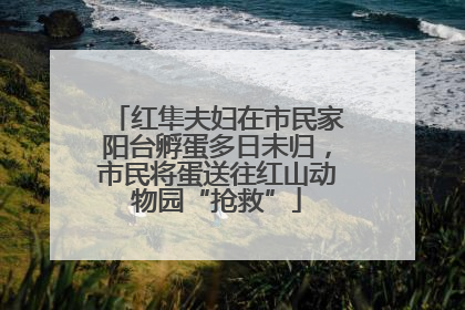 红隼夫妇在市民家阳台孵蛋多日未归，市民将蛋送往红山动物园“抢救”