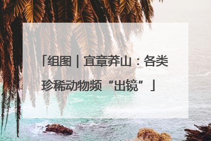 组图｜宜章莽山：各类珍稀动物频“出镜”