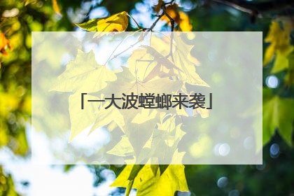 一大波螳螂来袭