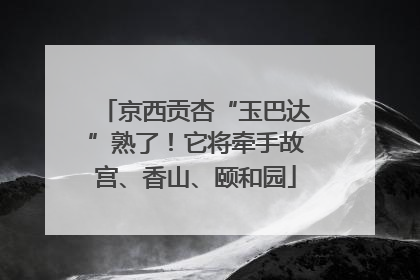 京西贡杏“玉巴达”熟了！它将牵手故宫、香山、颐和园