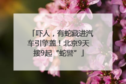 吓人，有蛇藏进汽车引擎盖！北京9天接9起“蛇警”