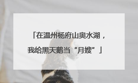 在温州杨府山奥水湖，我给黑天鹅当“月嫂”