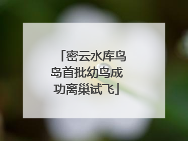 密云水库鸟岛首批幼鸟成功离巢试飞