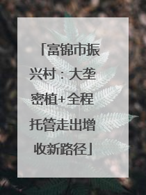 富锦市振兴村：大垄密植+全程托管走出增收新路径