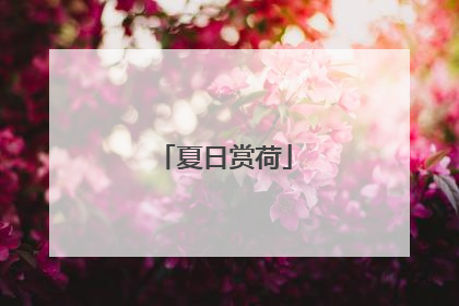 夏日赏荷