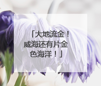 大地流金！威海还有片金色海洋！