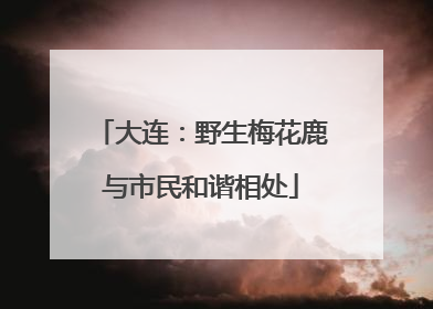 大连：野生梅花鹿与市民和谐相处