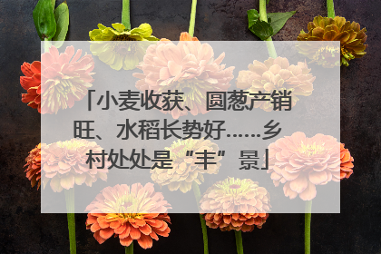 小麦收获、圆葱产销旺、水稻长势好……乡村处处是“丰”景