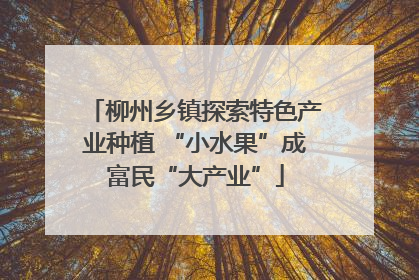 柳州乡镇探索特色产业种植 “小水果”成富民“大产业”