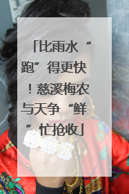比雨水“跑”得更快！慈溪梅农与天争“鲜”忙抢收