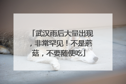 武汉雨后大量出现，非常罕见！不是蘑菇，不要随便吃
