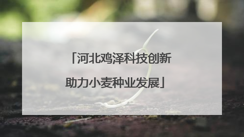 河北鸡泽科技创新助力小麦种业发展