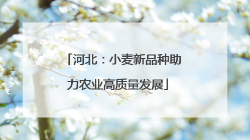 河北：小麦新品种助力农业高质量发展