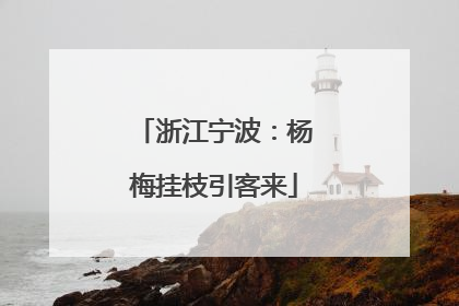 浙江宁波：杨梅挂枝引客来