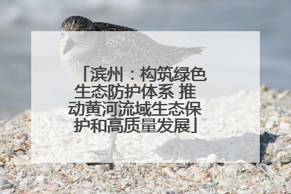滨州：构筑绿色生态防护体系 推动黄河流域生态保护和高质量发展