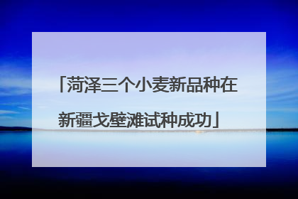 菏泽三个小麦新品种在新疆戈壁滩试种成功