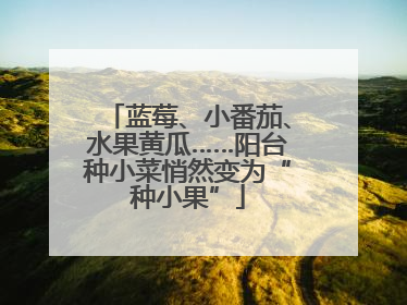 蓝莓、小番茄、水果黄瓜……阳台种小菜悄然变为“种小果”