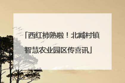 西红柿熟啦！北臧村镇智慧农业园区传喜讯