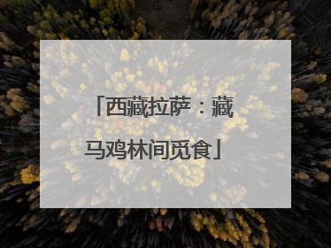 西藏拉萨：藏马鸡林间觅食