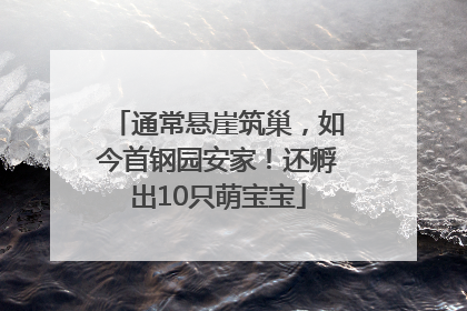 通常悬崖筑巢，如今首钢园安家！还孵出10只萌宝宝