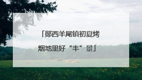 郧西羊尾镇初夏烤烟地里好“丰”景