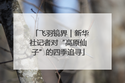 飞羽镜界｜新华社记者对“高原仙子”的四季追寻
