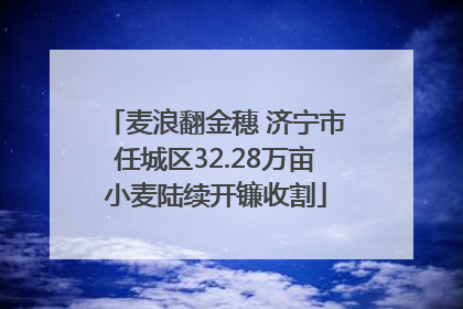 麦浪翻金穗 济宁市任城区32.28万亩小麦陆续开镰收割