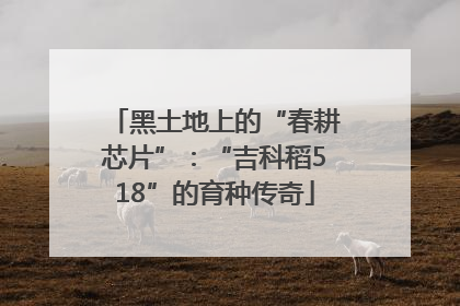 黑土地上的“春耕芯片”：“吉科稻518”的育种传奇