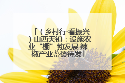 （乡村行·看振兴）山西天镇：设施农业“棚”勃发展 辣椒产业蓄势待发