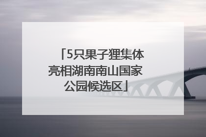 5只果子狸集体亮相湖南南山国家公园候选区